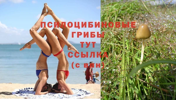 прущие грибы Алексин